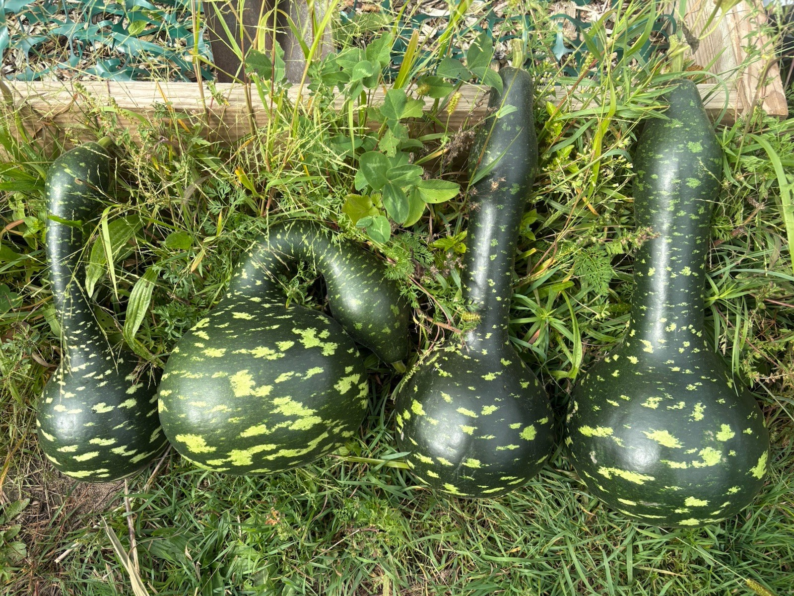 Speckled Swan Gourd 50+ Seeds Bottle Goose Birdhouse, Local Farm FREE SHIPPING