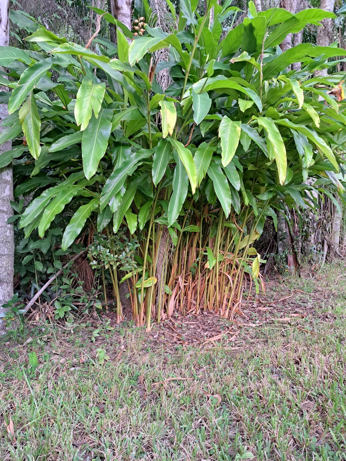 Lot of 4 Shell Ginger Rhizomes Alpinia Zerumbet Porcelain Lily Exotic Flower
