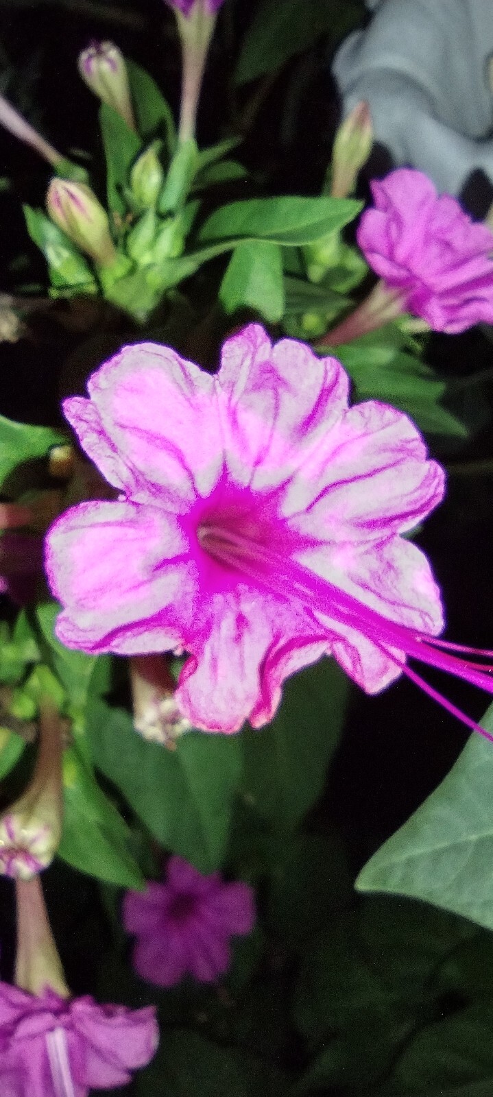 50x Four O’ Clock Flower Seeds Attracts Humming birds Butterflies FREE SHIPPING
