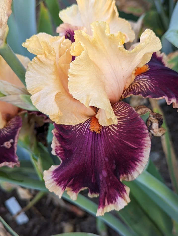‘Glamour Pants’ TB Bearded Iris Rhizome PRE-SALE to Ship Aug/Sept