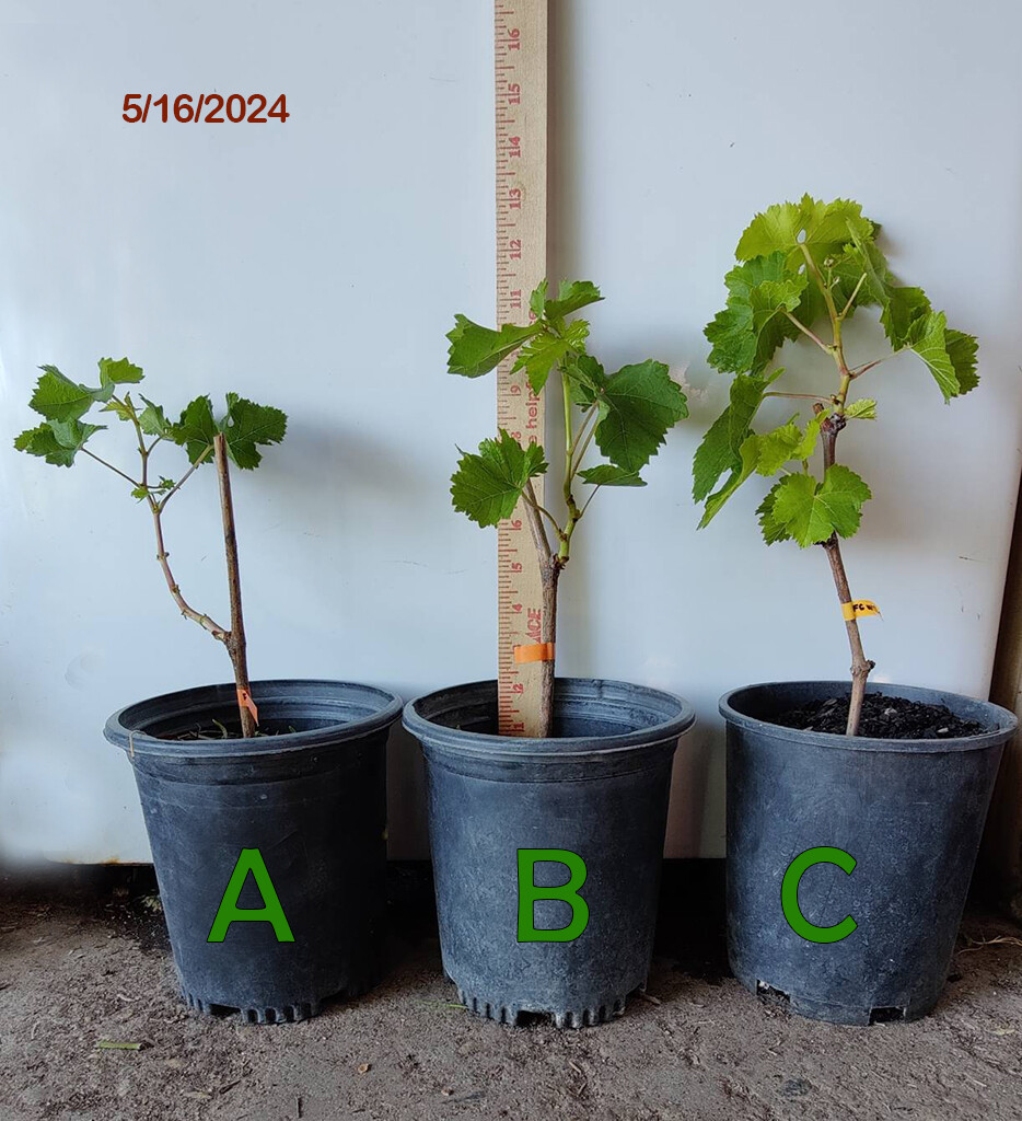 1 (One) of Live Plant of “WITCH FINGER” GRAPE rooted about 9-14″ tall