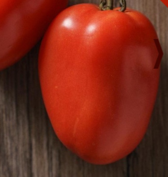 75+ Italian Roma Tomato Seeds **Fresh Seeds** ~~Free Shipping~~