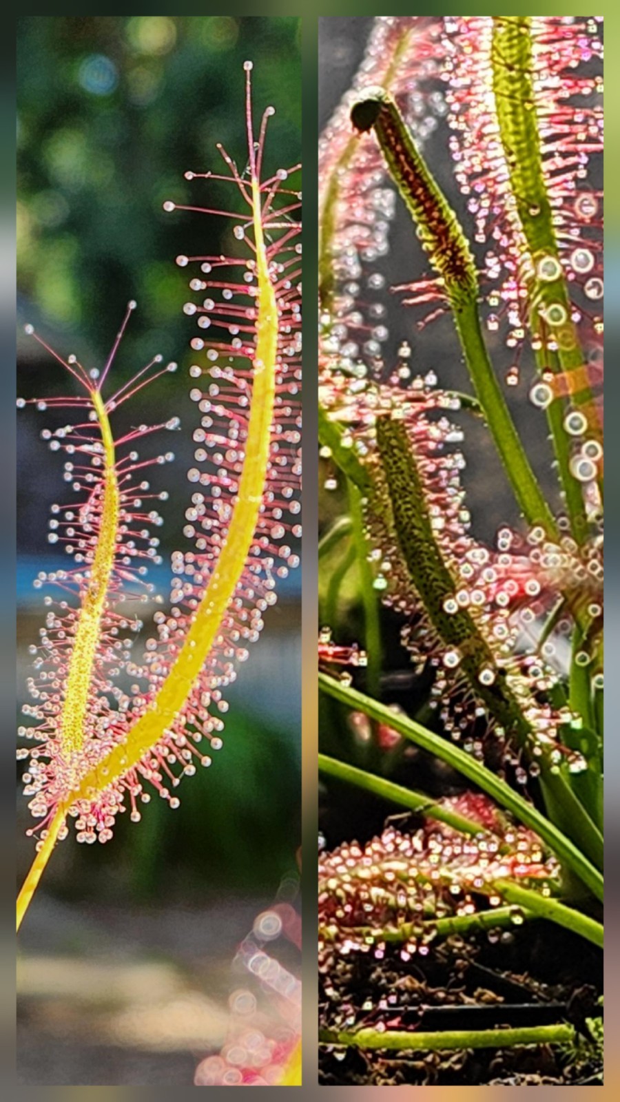 CARNIVOROUS PLANT 2 PACK- LIVE- Drosera Binita, Drosera Capensis (Sundews)