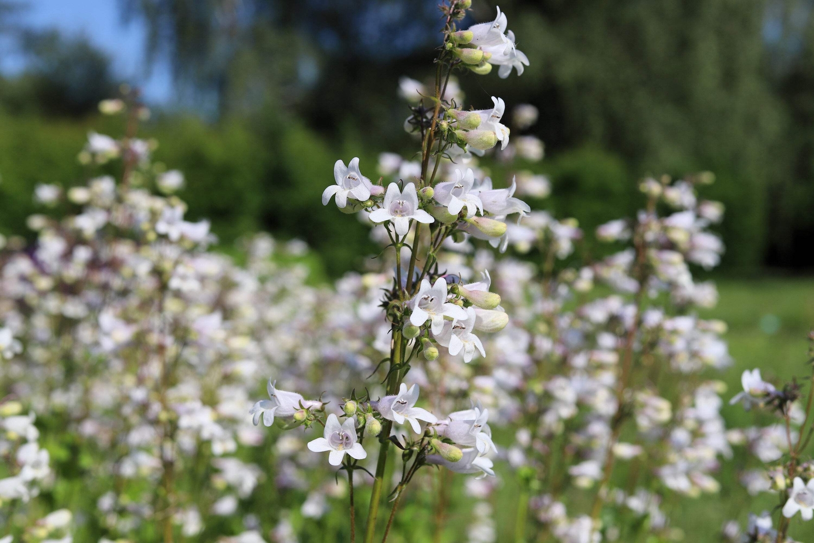 1000 WHITE FOXGLOVE BEARDTONGUE Penstemon Digitalis Flower Seeds