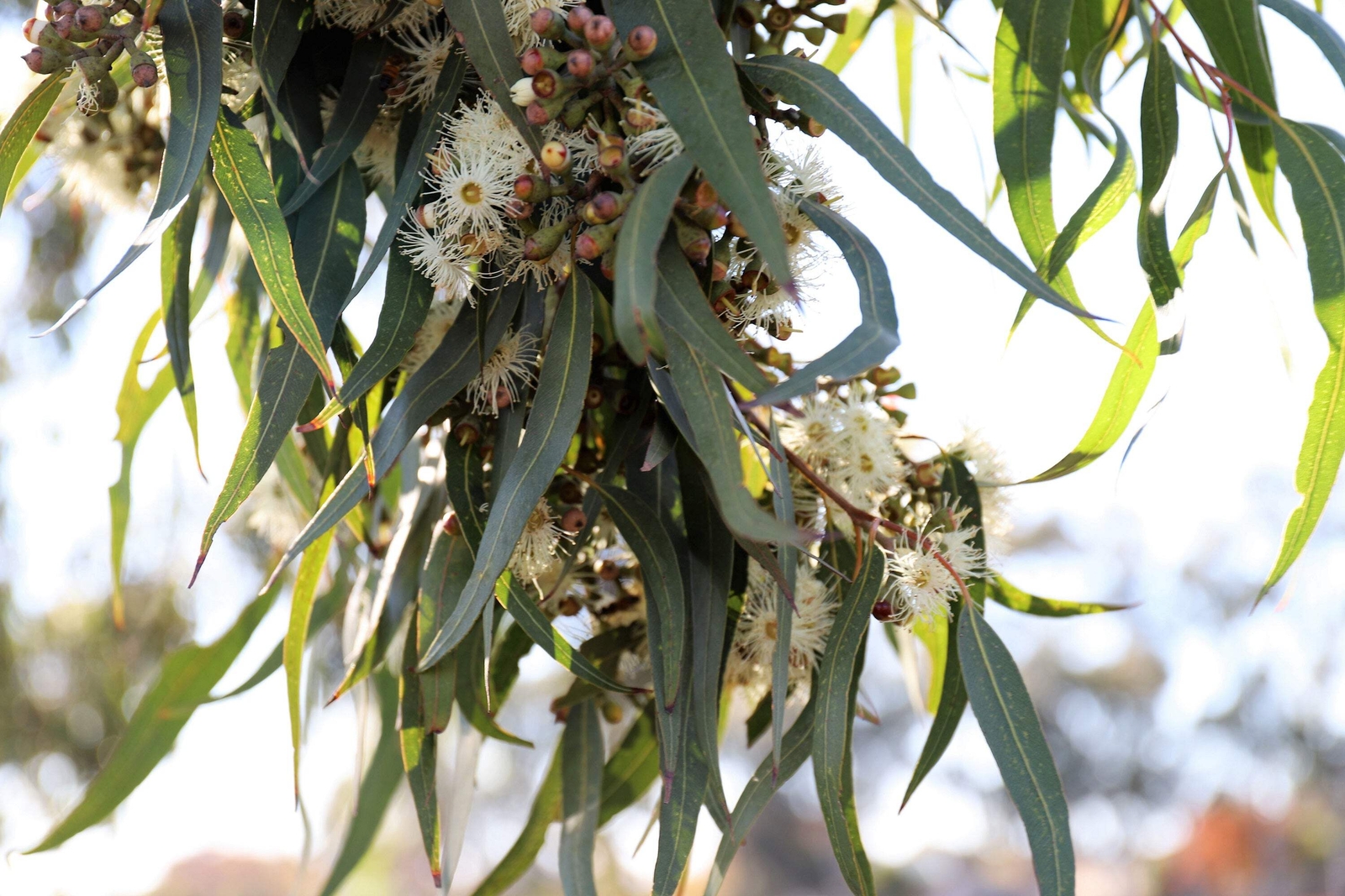 50 LEMON SCENTED EUCALYPTUS Citriodora Tree Lemon Bush Spotted Gum Flower Seeds
