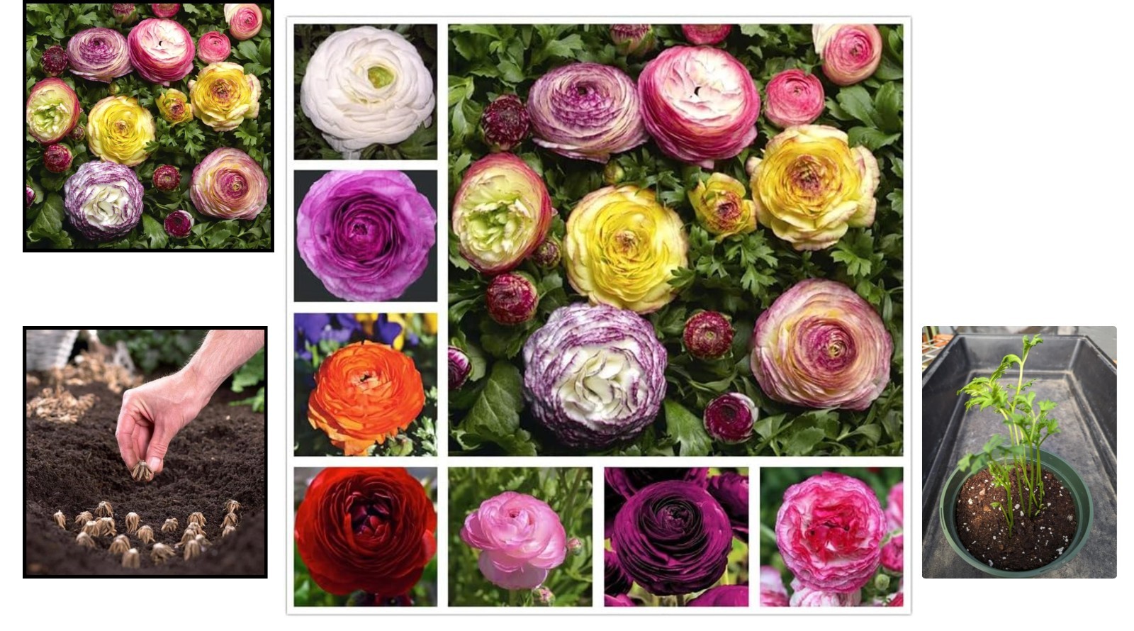 Heirloom Quality 10PCS Ranunculus Bulbs | Shade Resistant Double Buttercups