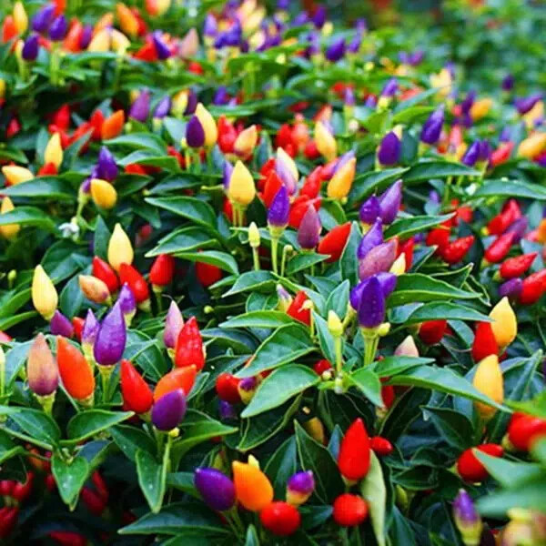 NuMex Twilight Pepper Seeds (20) / FLORIDA GROWN / RARE / AMAZING COLOR