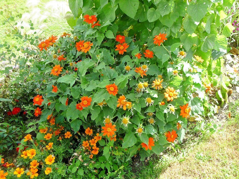 101+MEXICAN SUNFLOWER Seeds Drought Heat Summer Flower Garden Container Easy