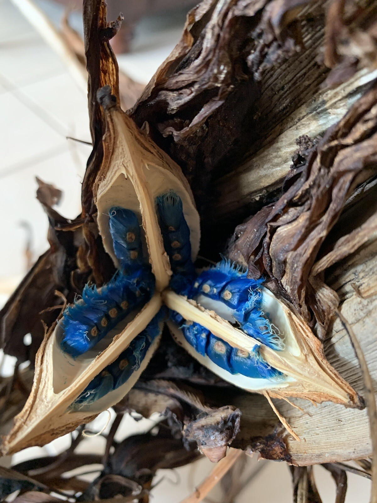 20 Traveler’s Palm Seeds