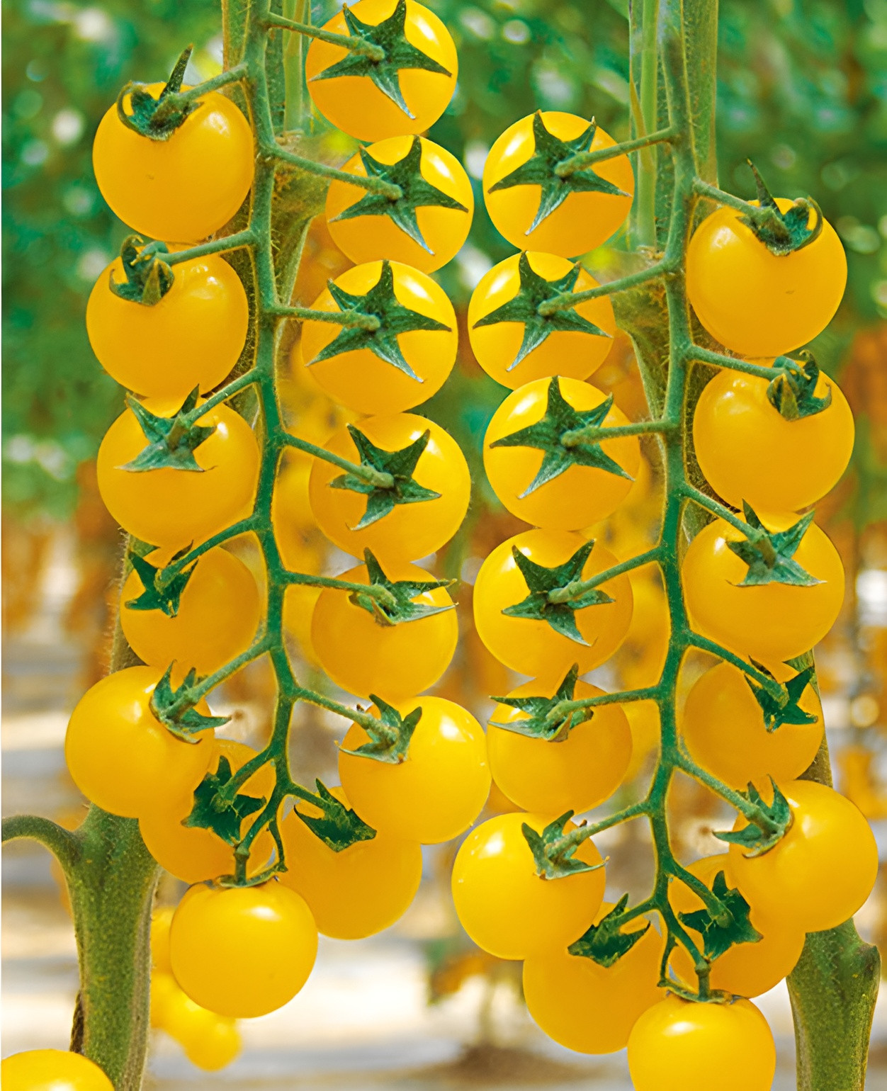 100 Heirloom Large Yellow Cherry Tomato Seeds – Egg Yolk – 1oz Sweet High Yields