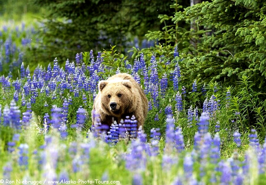 Alaska Arctic Lupine Flower Seeds from the Pristine Denali Area – 200+ Seeds