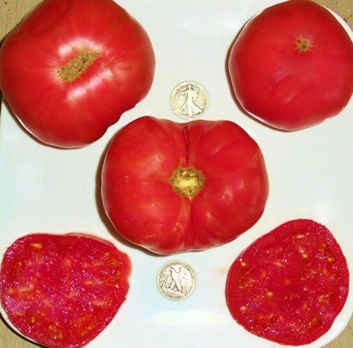 Dester – Award Winner From Germany – 40 Seeds – Buy any 3 or more var, 20% off!