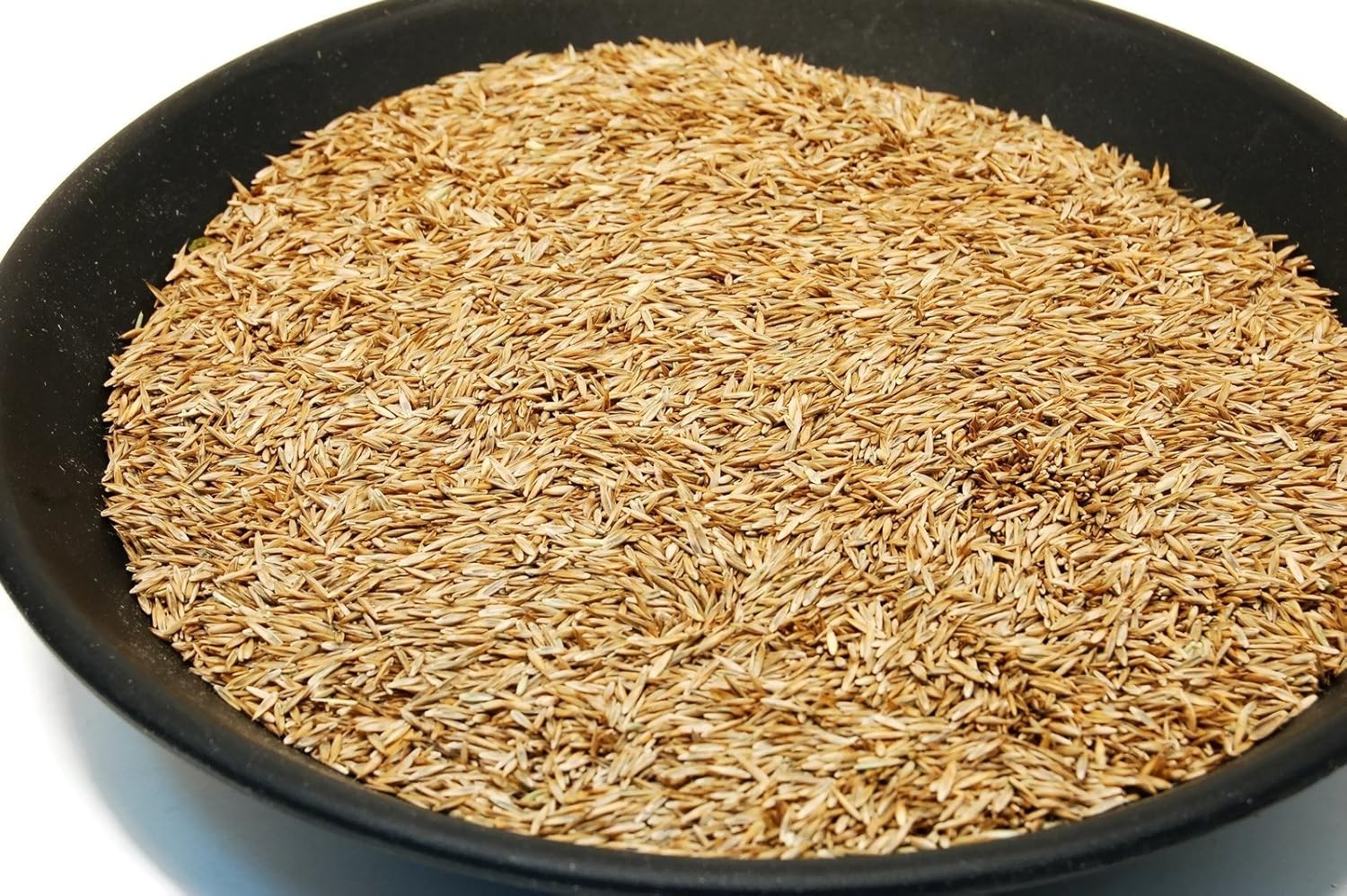 State Certified Kentucky 31 Tall Fescue Grass Seed 1lb – No Fillers, Non-GMO