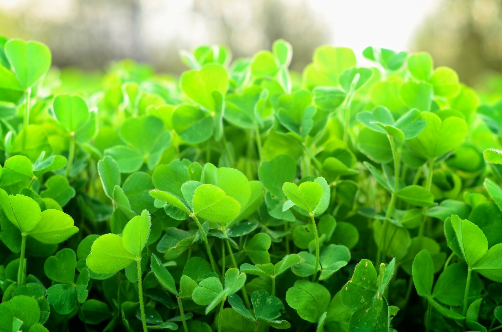 1001+CRIMSON CLOVER Seeds Groundcover Food Plot Native Wildflower Pollinators