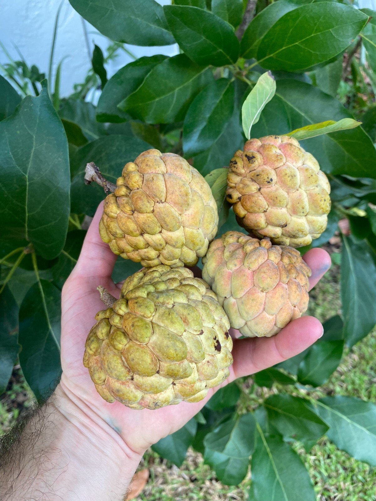 FRESH Sugar Apple (annona squamosa) Seeds 2024 FL Crop Very Sweet Fruit Custard