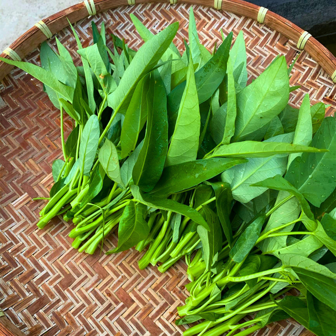 Fresh Water Spinach Seeds | Kangkong | Heirloom Non-GMO | Asian Vegetable Seeds