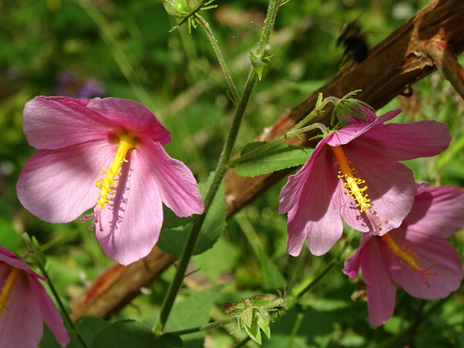 Pink Mallow Kosteletzkya virginica Native Perennial Wildflower 25 seeds from2023