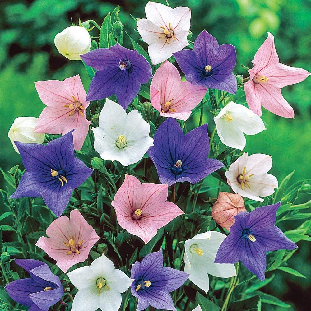 Seeds Balloon Flower Mix (Platycodon Chinese) Perennial Flowers