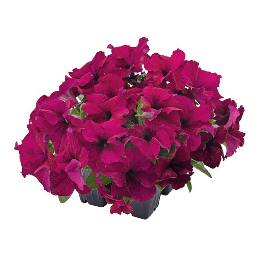 Petunia Success 360 Burgundy 50 Pelleted Petunia Seeds