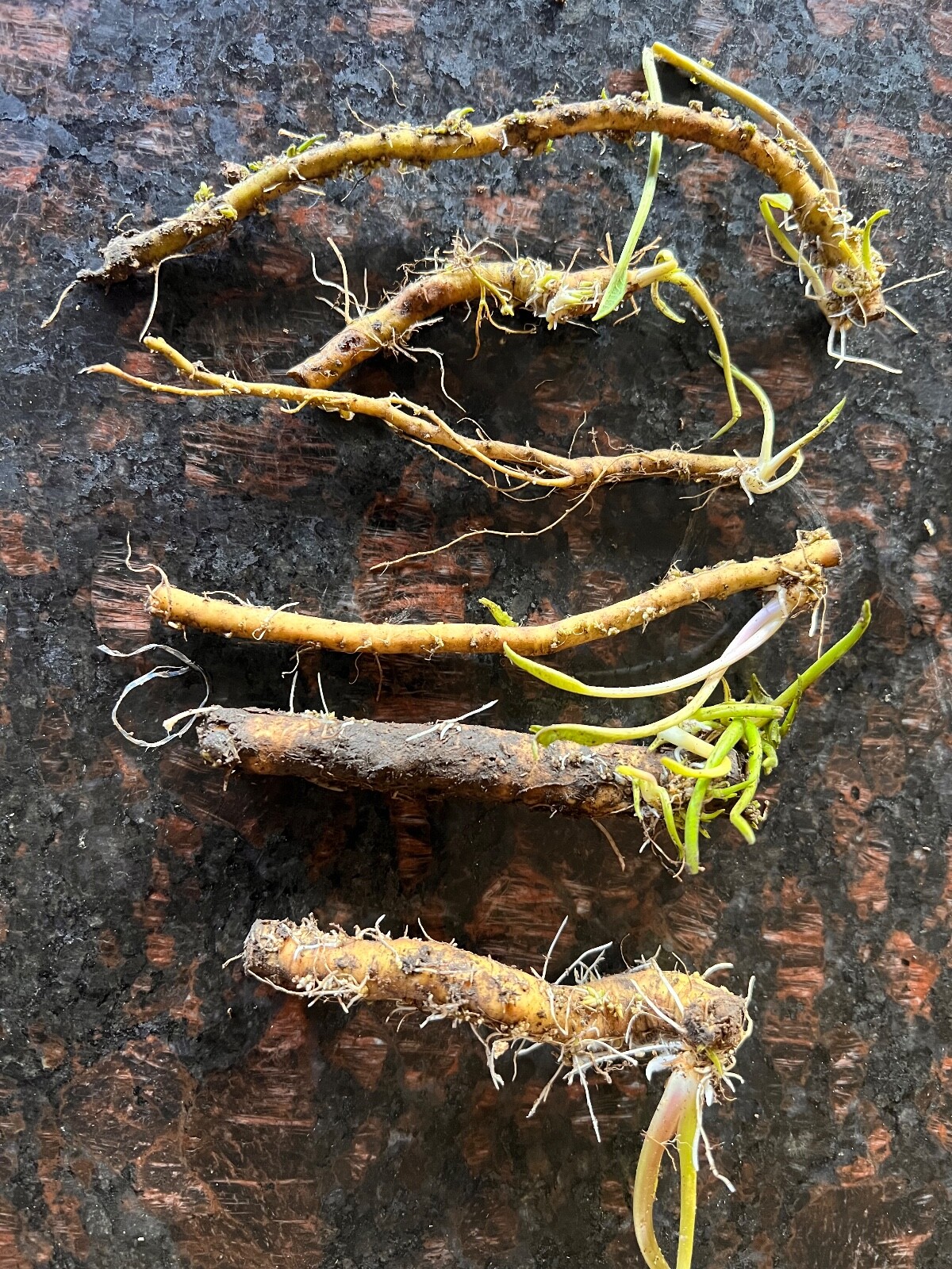 HORSERADISH ROOTS / STARTS (Common), ORGANIC: 6 ea. pre-sprouted