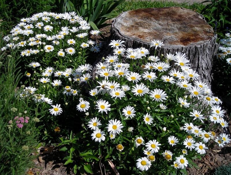 Burpee Shasta Daisy Silver Princess Seeds Perennial Seed Packet White Daisies