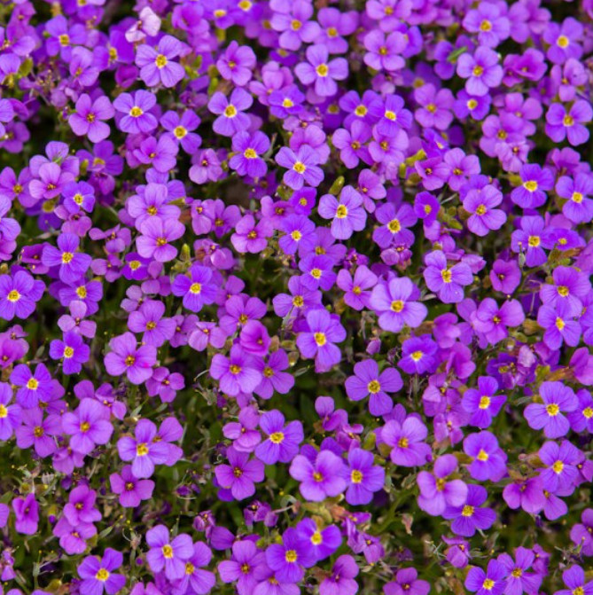 Landscaper’s Pack ULTIMATE GROUNDCOVER MIX w/ Perennials Non-GMO 5000 Seeds