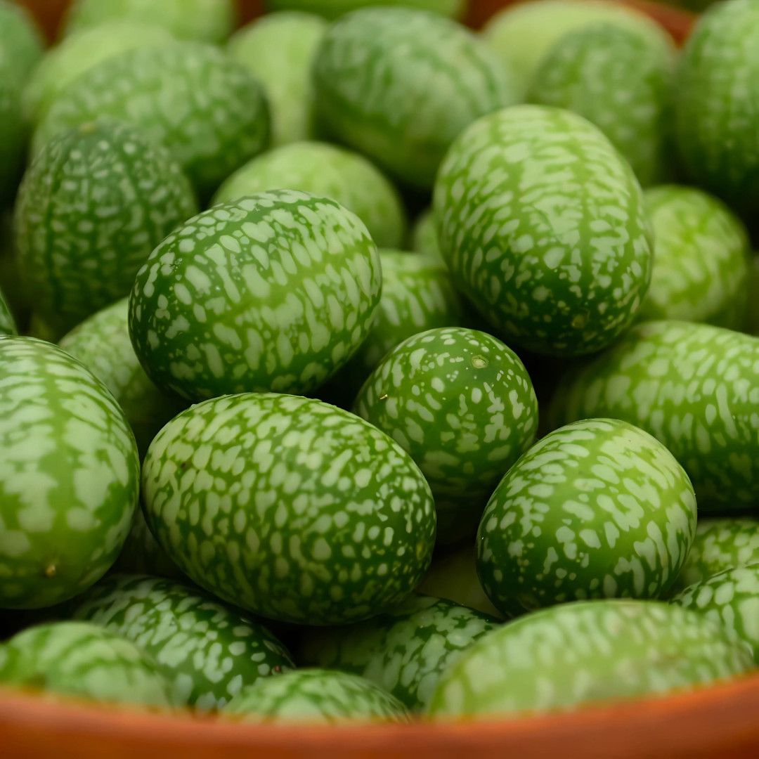 Fresh Mexican Sour Gherkin Seeds | Mouse Melon | Heirloom Non-GMO | Vegetables