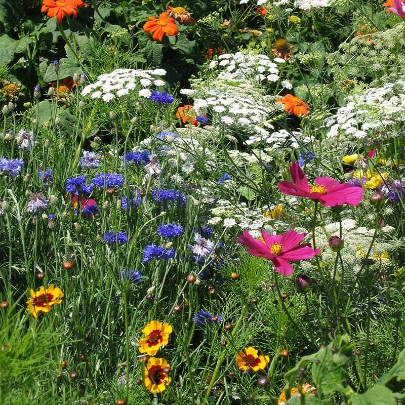 Wildflower Mix DROUGHT RESISTANT 25 Species Dry Area Flowers Non-GMO 500+ Seeds