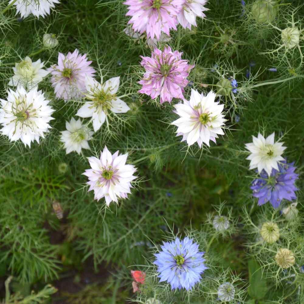 1000 Seeds Nigella Seeds – Love-In-A-Mist Flower Seed Mix
