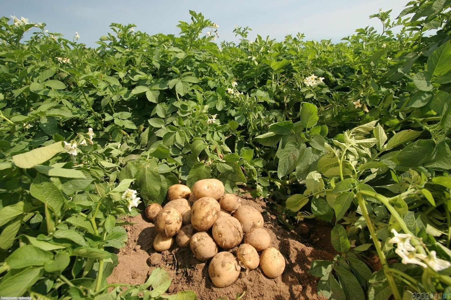 Simply Seed – Irish Cobbler Potato Seed – 5Lb Farm Fresh – AAA Grade – American