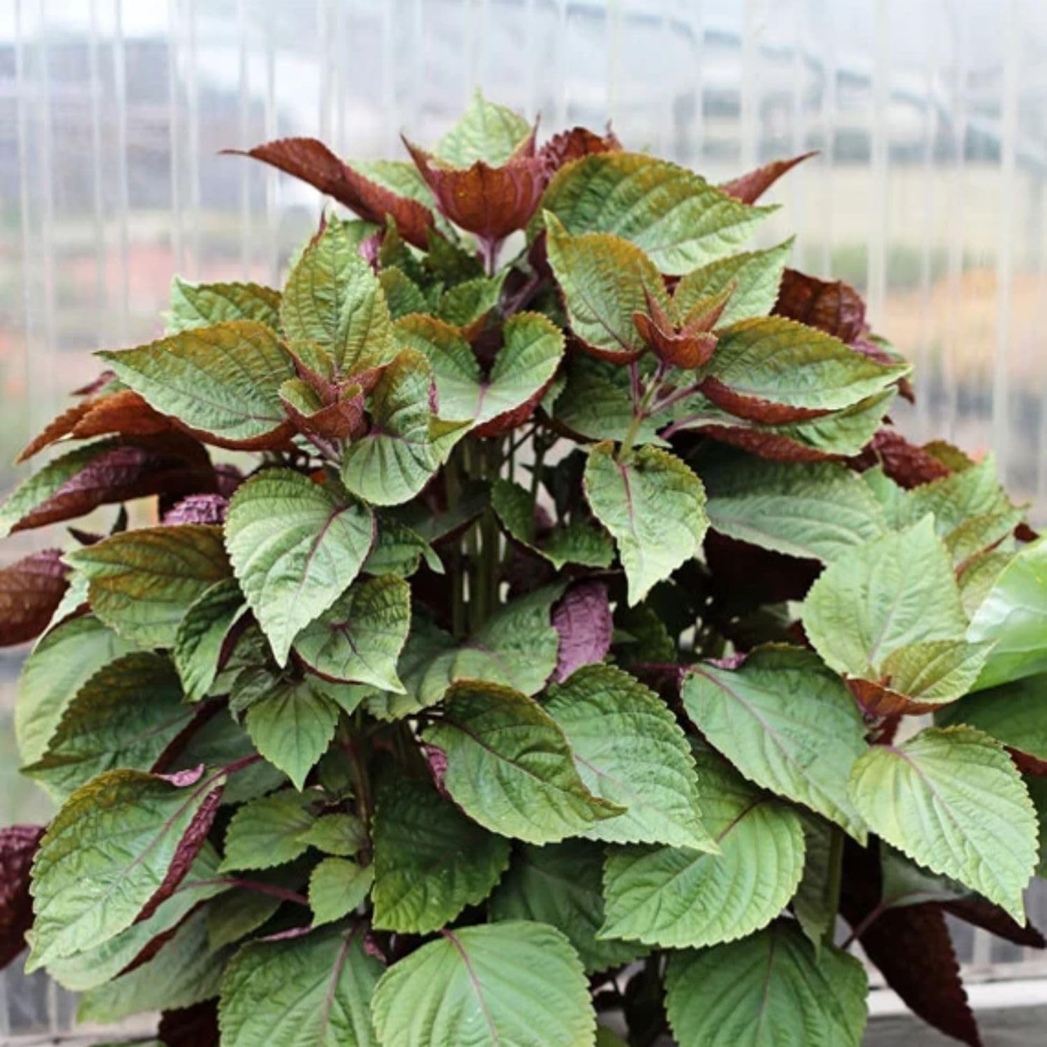 1500 Vietnamese Perilla Seeds for Home Gardens | Shiso Tía Tô & Purple Mint