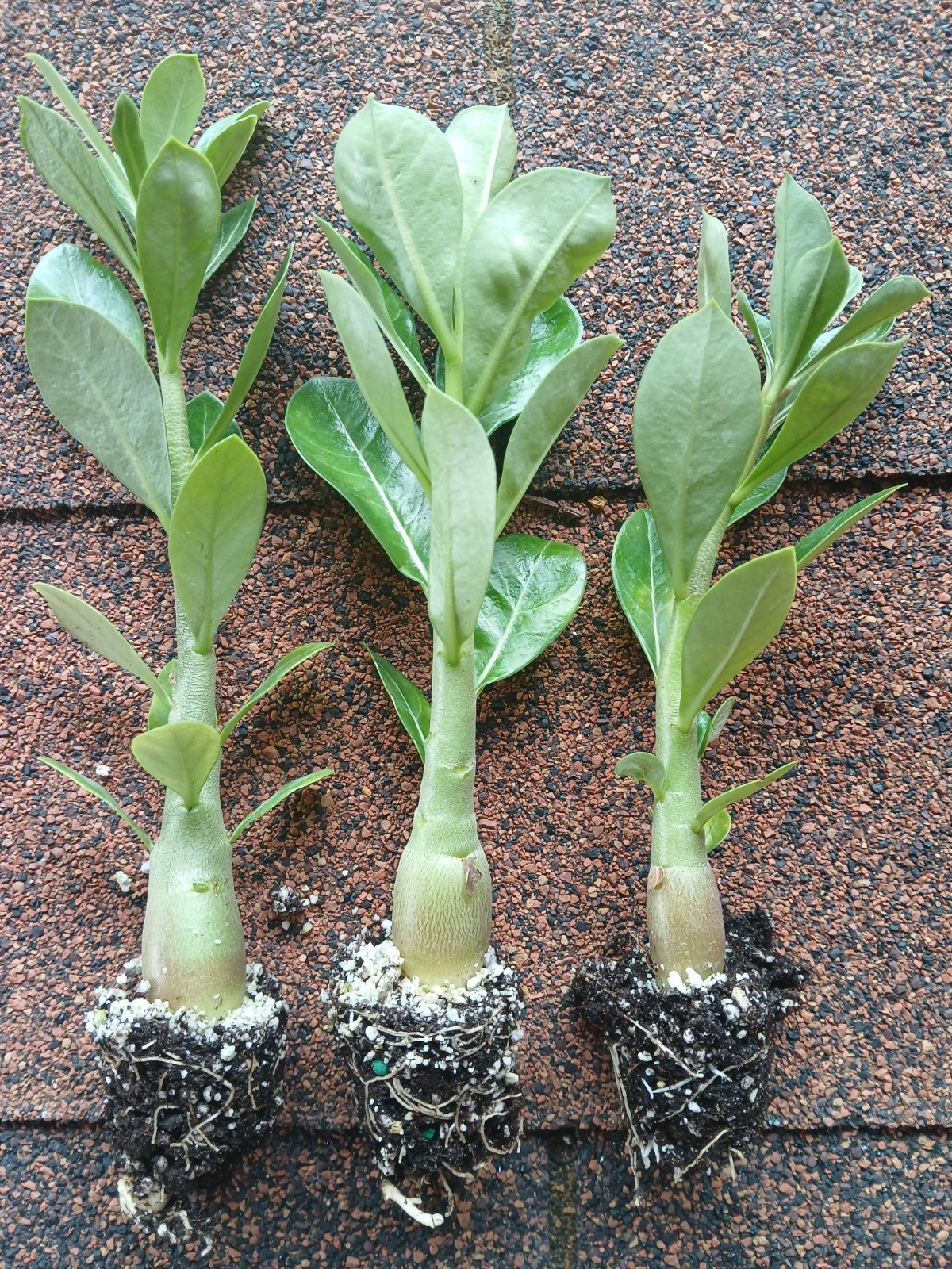 Desert Rose Live Plants, 4 Pack, Adenium Obesum, Mixed Color Blooms, Bulk Plants