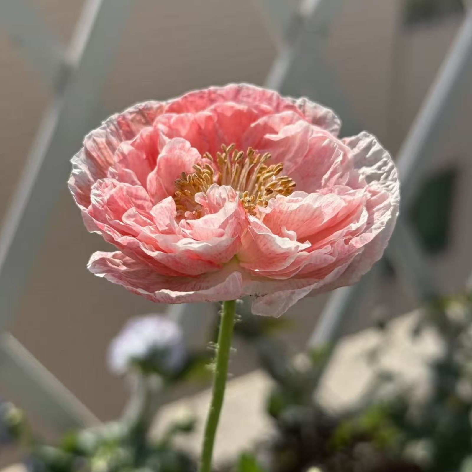 1000 Blush Orange Poppy Seeds – Papaver rhoeas for Garden Borders & Pots