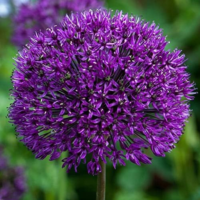5 Dark Purple Allium Bulbs – Blooming Onion, Perennial Garden Flower – Fall B…