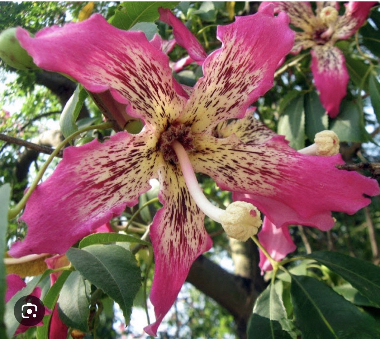 Pink Silk Floss Tree-Ceiba specios-Rare Tree! Beautiful Orchid Like Blooms!