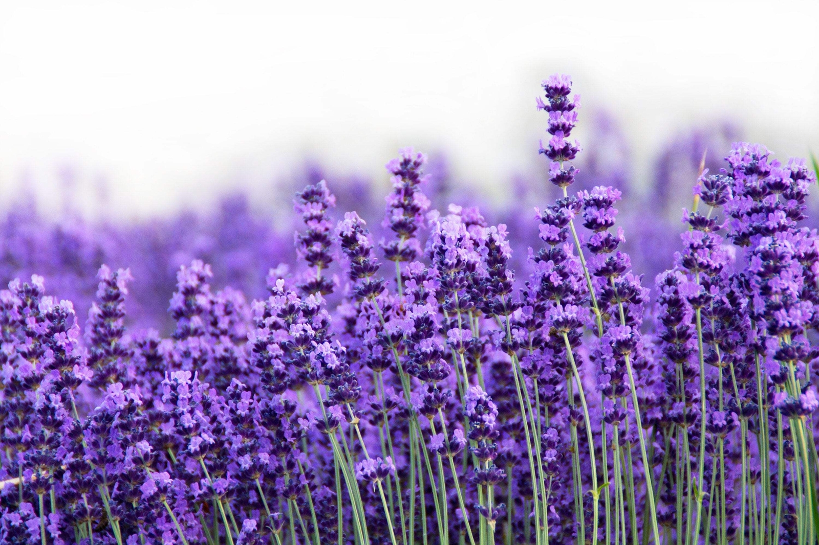300 ITALIAN LAVENDER Lavandula Angustifolia Blue Purple Flower Herb Seeds