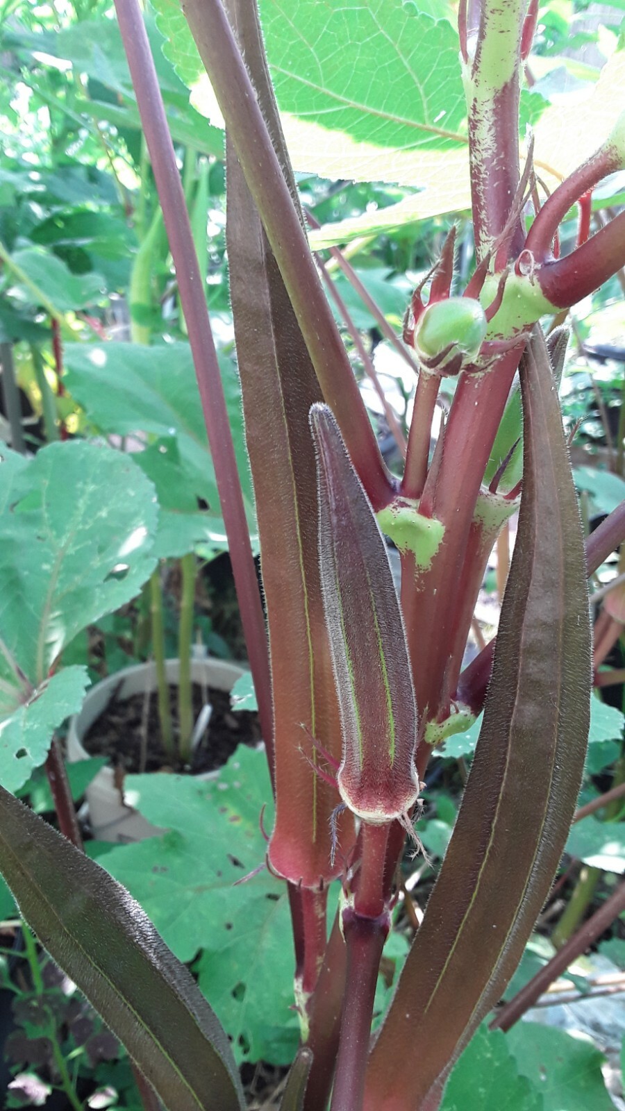 100 Red Burgundy Okra Seeds Super Prolific Healthy and Very Tasteful NON-GM