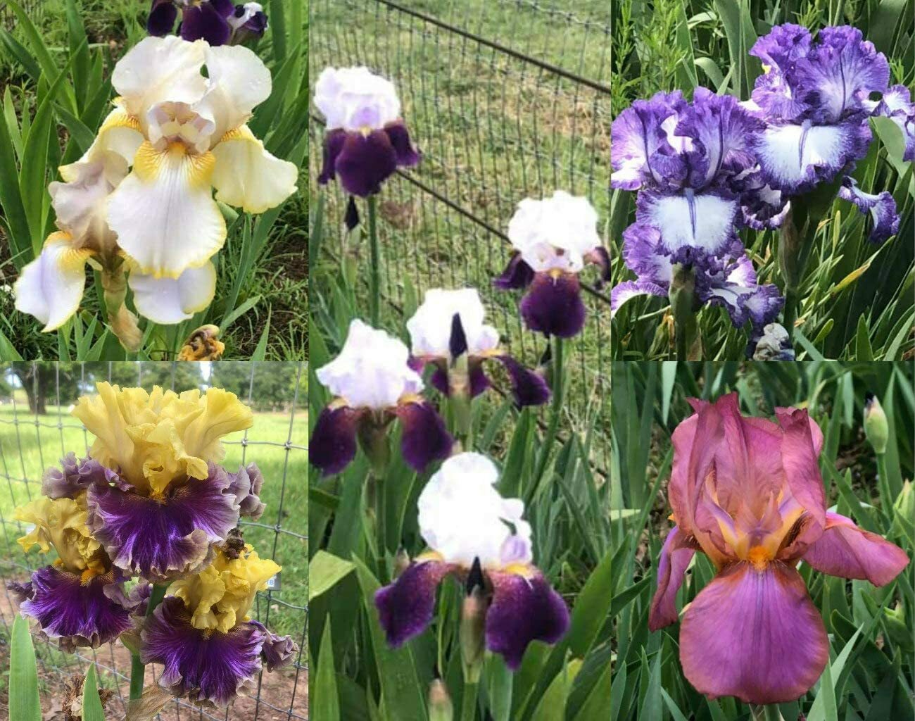Fresh Sprouted Mixed BEARDED IRIS RHIZOME Bulbs (Choose your size)