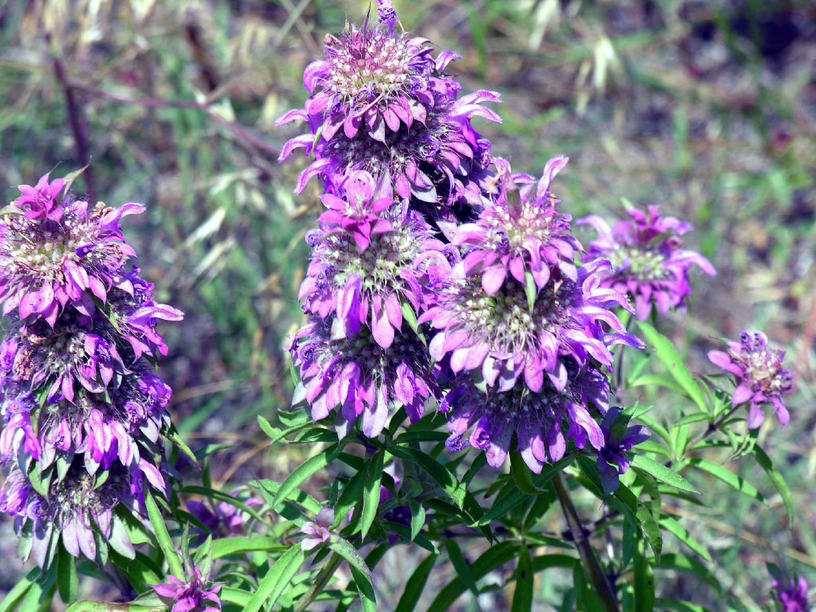 beebalm, LEMON BEE BALM FLOWER 1105 seeds! GroCo USA – BUY ANY 10 – SHIPS FREE