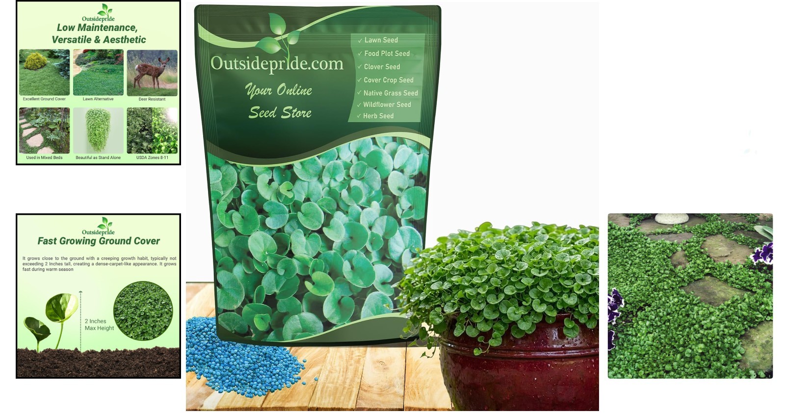 Dichondra Repens Seeds – 2 Lbs Erosion Control Ground Cover for USDA Zones 8-11