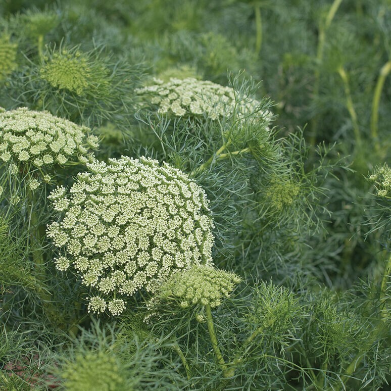 Queen Anne’s Lace Variety: Dara Daucus, White Dill, Green Mist