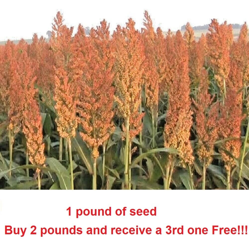1 pound Sorghum Seeds Rox Orange Syrup Cane Non-GMO Heirloom.