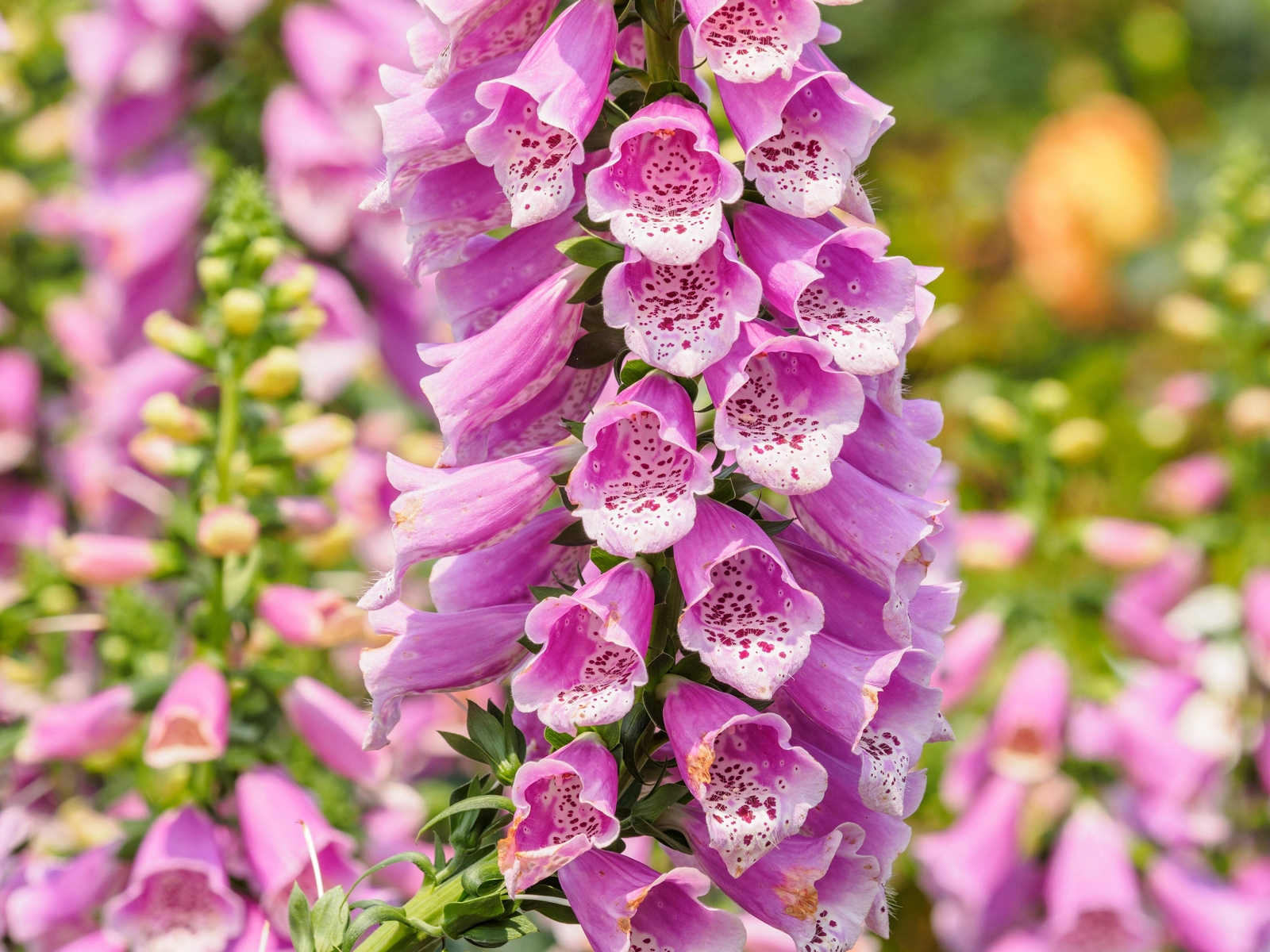 1000 PINK FOXGLOVE Digiitalis Purpurea Flower Seeds