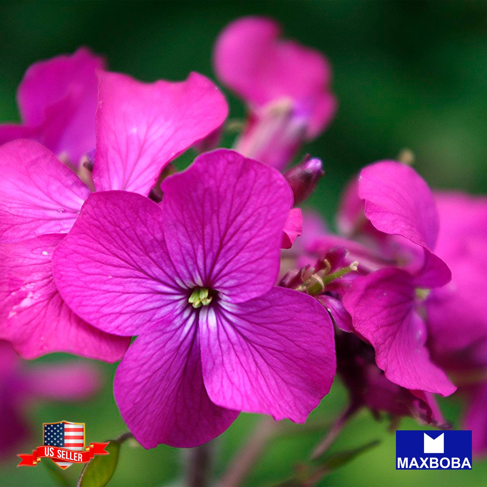 Fresh!!Lunaria biennis Seeds – Money Plant Non-GMO Garden