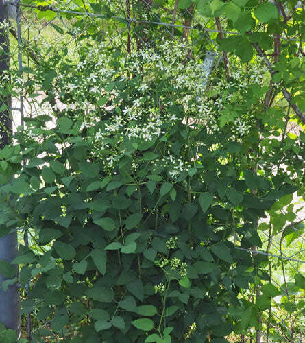 Clematis recta | Upright Clematis | Ground Virginsbower | 10 Seeds