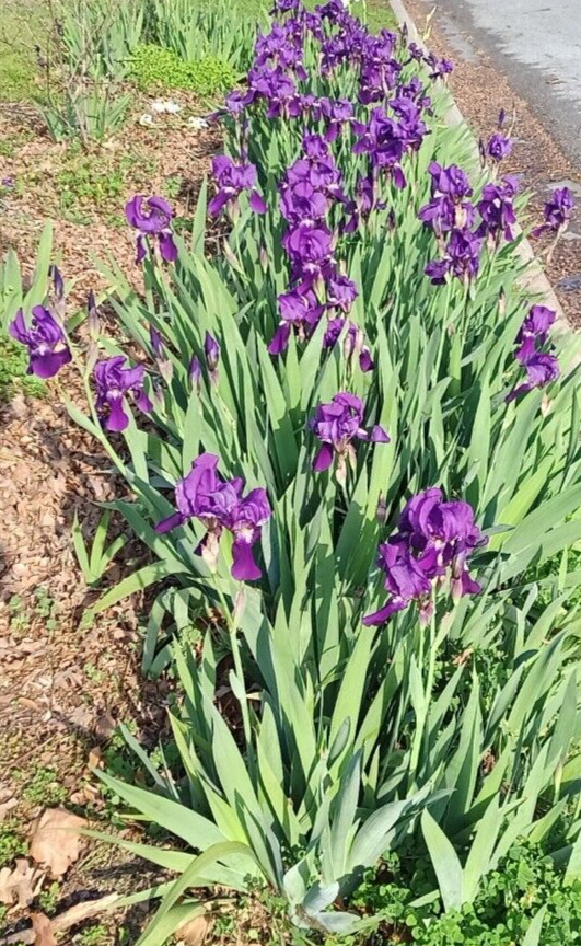 (10) TALL BEARDED IRIS RHIZOME LIVE ROOT GARDEN PLANTS SPRING PURPLE FLOWERS FUN