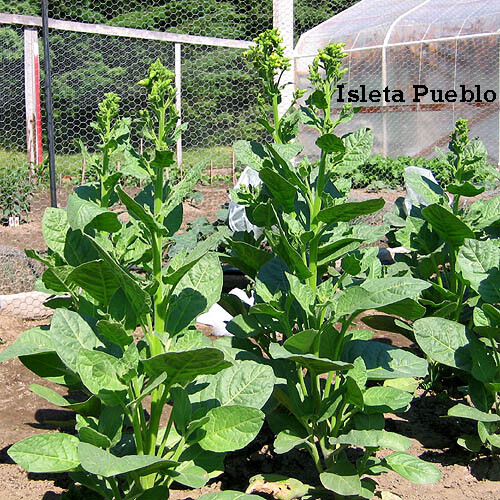 2000 Isleta Pueblo rustica Tobacco Seeds – Nic. Rustica Tobacco – Sacred Tobacco