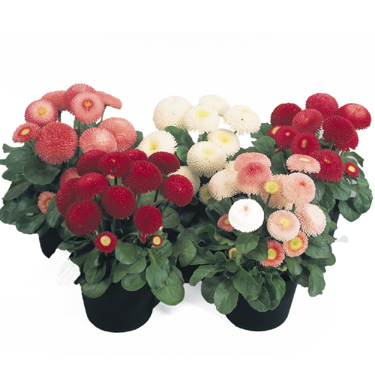Bellis Seeds Bellis Tasso Mix 25 Seeds English Daisy Flower Seeds Pelleted Seeds