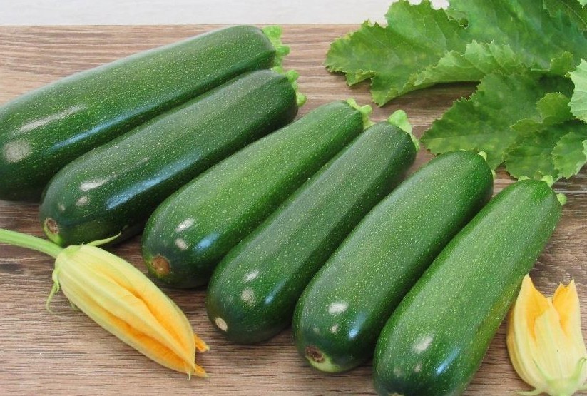 20 Quality Premium Newly Harvested Dark Green Zucchini Summer Squash Seeds-A 24