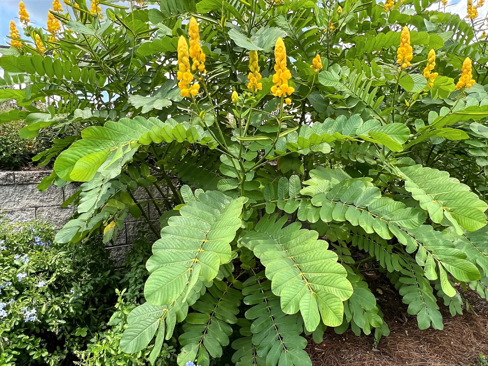 20 CANDLE BUSH SEEDS Cassia Alata Senna Tree Plant “Flowers Attract Butterflies”